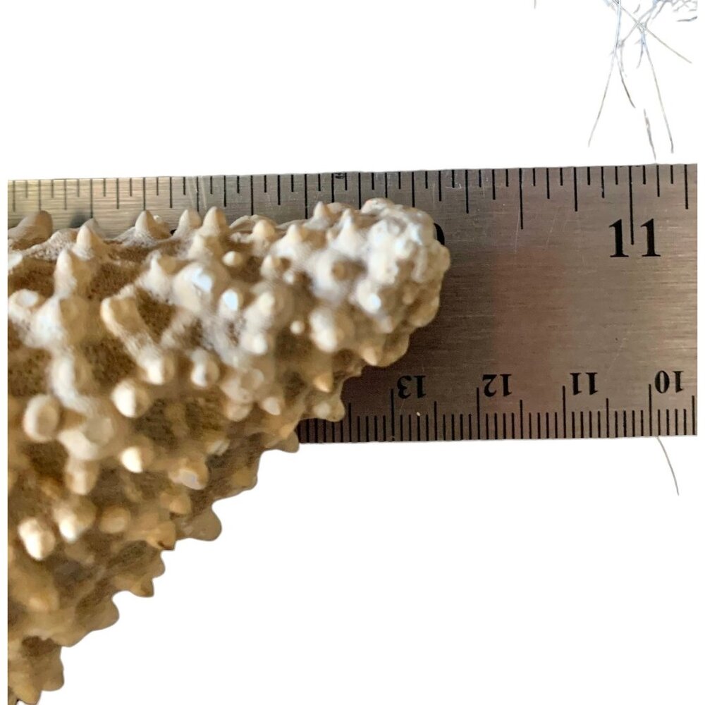 Starfish 10” Genuine Dried Ocean Sea Decor - Picture 7 of 10